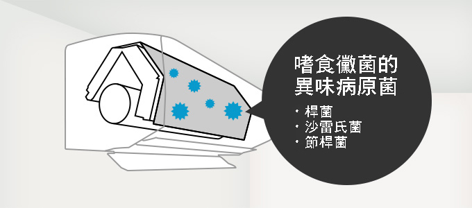 嗜食黴菌的異味源頭菌｜芽孢桿菌、沙雷氏菌、節桿菌